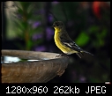 Click image for larger version

Name:	Goldfinch.jpg
Views:	339
Size:	262.2 KB
ID:	13419