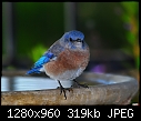 Click image for larger version

Name:	Western Bluebird - male 3.jpg
Views:	750
Size:	318.6 KB
ID:	13420