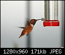 Click image for larger version

Name:	Rufous Hummingbird - male.jpg
Views:	388
Size:	171.4 KB
ID:	13422