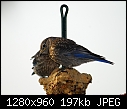 Click image for larger version

Name:	Juvenile Western Bluebirds.jpg
Views:	467
Size:	196.7 KB
ID:	13423