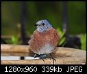 Click image for larger version

Name:	Western Bluebird - male 5 --- adult plumage coming in.jpg
Views:	1087
Size:	339.3 KB
ID:	13424