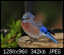 Click image for larger version

Name:	Western Bluebird - male 6.jpg
Views:	613
Size:	341.6 KB
ID:	13425