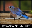Click image for larger version

Name:	Western Bluebird - male 7.jpg
Views:	680
Size:	381.2 KB
ID:	13426