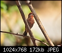 Click image for larger version

Name:	House Finch - male.jpg
Views:	443
Size:	171.6 KB
ID:	13438