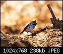 Click image for larger version

Name:	Oak Titmouse.jpg
Views:	290
Size:	238.1 KB
ID:	13439