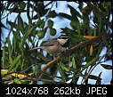 Click image for larger version

Name:	Mountain Chicadee.jpg
Views:	284
Size:	261.7 KB
ID:	13440