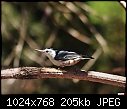 Click image for larger version

Name:	White Breasted Nuthatch.jpg
Views:	292
Size:	204.7 KB
ID:	13442