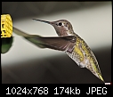 Young male Ana's Hummer approaches feeder-young-male-anas-hummer-approaches-feeder.jpg