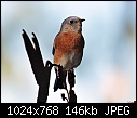 Click image for larger version

Name:	Male Western Bluebird portrait.jpg
Views:	302
Size:	145.5 KB
ID:	13446