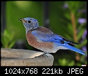 Click image for larger version

Name:	Male Western Bluebird drinking.jpg
Views:	475
Size:	221.0 KB
ID:	13447