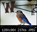Click image for larger version

Name:	Male Western Bluebird profile 2.jpg
Views:	697
Size:	237.5 KB
ID:	13450