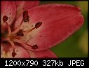 True Flower Macros - Lily-Macro_9805.jpg (1/1)-lily-macro_9805.jpg