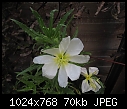 Click image for larger version

Name:	zOenothera04.jpg
Views:	338
Size:	69.9 KB
ID:	13527