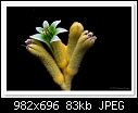 Kangaroo Paw Flower-1806-(Anigozanthos Rambubona)-c-1806-kangpaw-19-09-10-40-100.jpg
