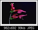 Holly-leaf Fuchsia-1778 (Grapthophylum ilicifolium)-c-1778-hollyfuschia-19-09-10-40-400.jpg