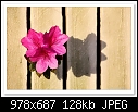 Pink Azalea-3796-c-3796-azalea-21-09-10-5d-400.jpg