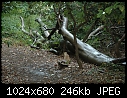Had a nice woodland walk in the drizzle today - DSC_3704a.jpg (1/1)-dsc_3704a.jpg