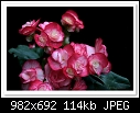 Pink Begonias-1808-c-1808-begoinas-19-09-10-40-100.jpg