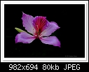 Click image for larger version

Name:	c-3725-bauhinia-18-09-10-5d-400.jpg
Views:	1102
Size:	79.7 KB
ID:	13547