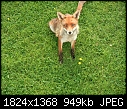 -fox.jpg