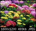 Colorful flowers-8a6e56ae83e61ffecb130cfa.jpg
