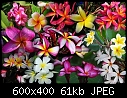 Plumeria Flowers-facebook-collage-2-.jpg