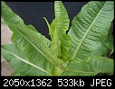 What is this plant / veg??-1.jpg