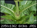 What is this plant / veg??-2.jpg