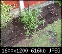 Please help me ID this shrub-006.jpg