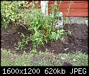 Please help me ID this shrub-007.jpg