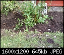 Please help me ID this shrub-008.jpg