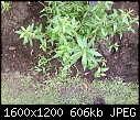 Please help me ID this shrub-009.jpg