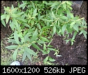 Please help me ID this shrub-010.jpg