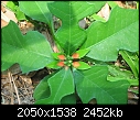What is this plant?-plant-007.jpg