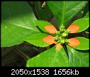 What is this plant?-plant-013.jpg