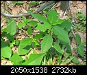 What is this plant?-plant-003.jpg