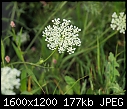 Click image for larger version

Name:	Weeds&Things_07302010A.jpg
Views:	340
Size:	176.5 KB
ID:	13716
