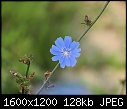 Click image for larger version

Name:	Weeds&Things_07302010B.jpg
Views:	358
Size:	127.8 KB
ID:	13717