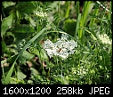 Click image for larger version

Name:	Weeds&Things_07302010C.jpg
Views:	312
Size:	258.0 KB
ID:	13718