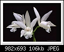 Click image for larger version

Name:	c-1937-Cattleya Orchid-02-10-10-40-100.jpg
Views:	1962
Size:	106.0 KB
ID:	13719