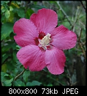 Click image for larger version

Name:	Hibiscus_Rosa_64_28.jpg
Views:	271
Size:	73.5 KB
ID:	13720