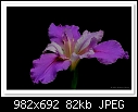 Click image for larger version

Name:	c-1913-Louisiana Iris-02-10-10-40-100.jpg
Views:	203
Size:	82.3 KB
ID:	13721