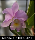 Orchid Lc. Mari's Song-lc-maris-song-1101-01107.jpg