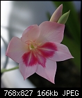 Click image for larger version

Name:	SA Bulb Gladiolus carmenius 131 DSC01077.JPG
Views:	250
Size:	166.3 KB
ID:	13723