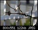Click image for larger version

Name:	Ceropegia stapeliiformis v serpentina-01113.JPG
Views:	322
Size:	121.9 KB
ID:	13724