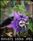 Click image for larger version

Name:	Passiflora LavenderLady 238-01096.JPG
Views:	285
Size:	182.4 KB
ID:	13725