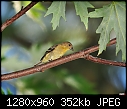 Click image for larger version

Name:	Male goldfinch 3.jpg
Views:	400
Size:	352.5 KB
ID:	13729