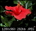 Click image for larger version

Name:	Red Hibiscus.jpg
Views:	215
Size:	281.9 KB
ID:	13730