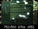 Katsura  (0/2)-dsc_3755.jpg