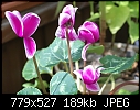Click image for larger version

Name:	Cyclamen PinkWhite DSC01097.JPG
Views:	294
Size:	188.9 KB
ID:	13738